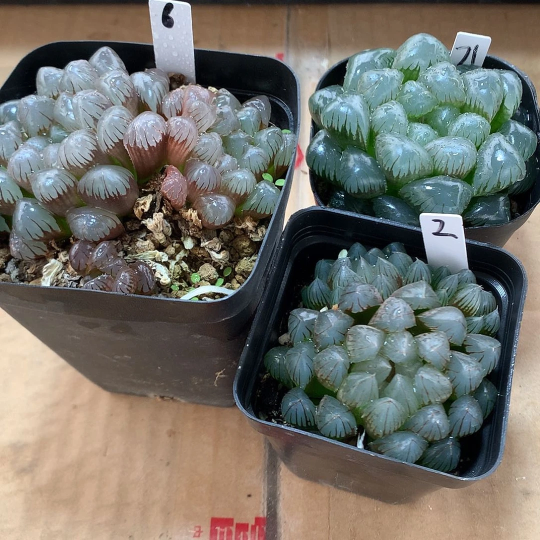 3颗直播拍带盆带土