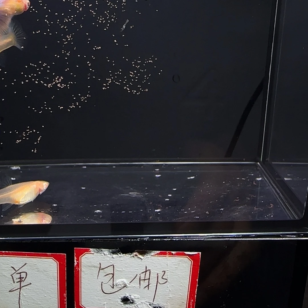 孔雀鱼天使彩虹两对