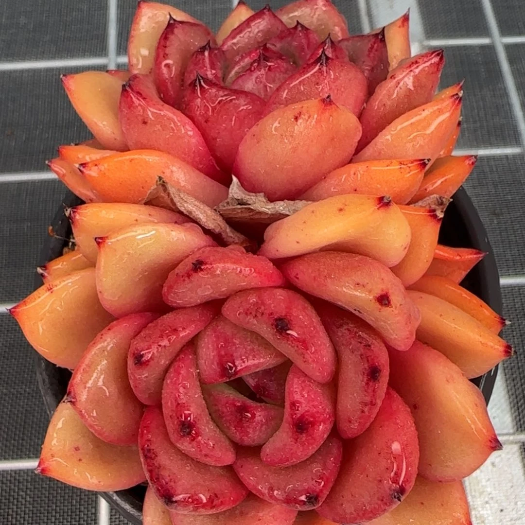 从前慢花园精选多肉韩版水晶珍妮