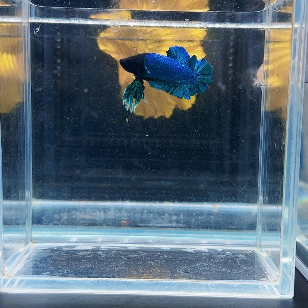 斗鱼活体观赏鱼好养耐活