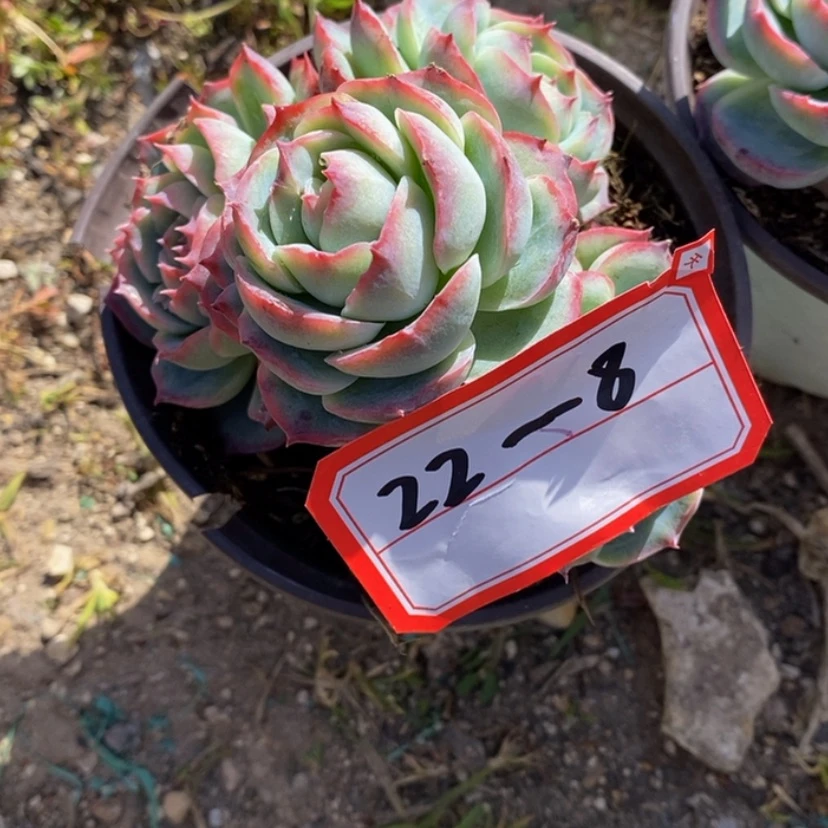 【闪购商品】?***葱多肉植物的
