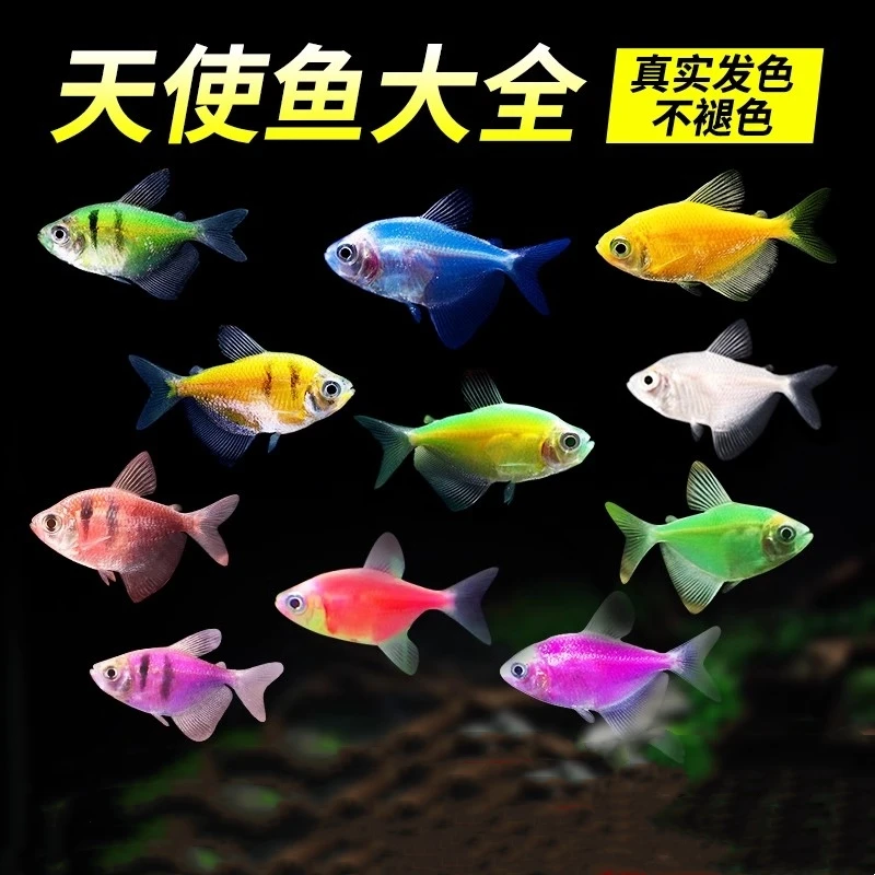 【天使】多彩天使鱼懒人小型鱼淡水好养耐活老虎热带鱼不褪色