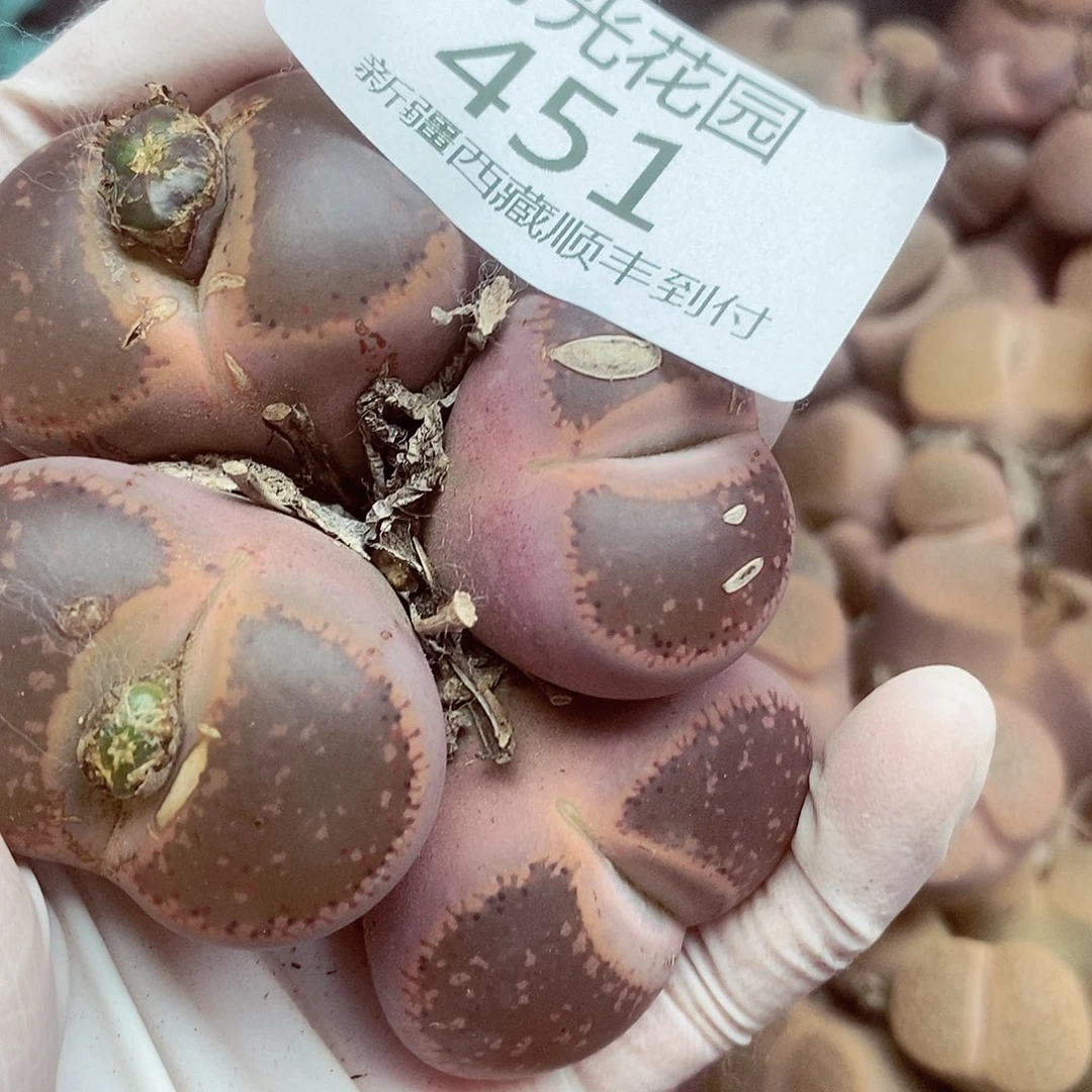 我还想和他们出去逛逛逛451