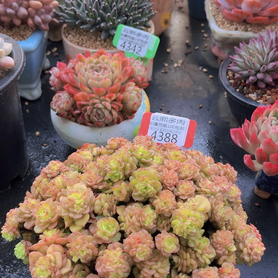 4388蜡牡丹多肉植物