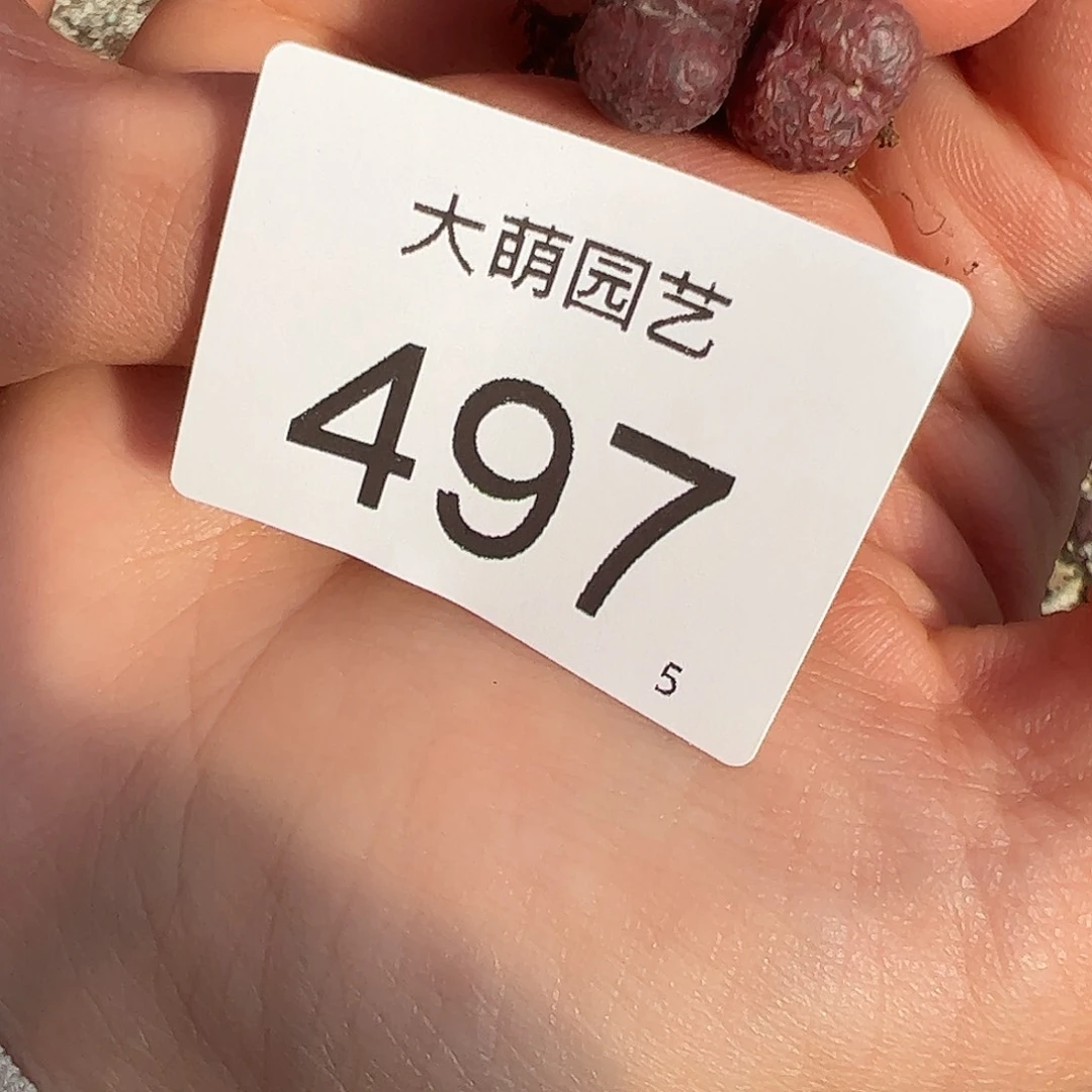 ?****）0000497一物一拍……