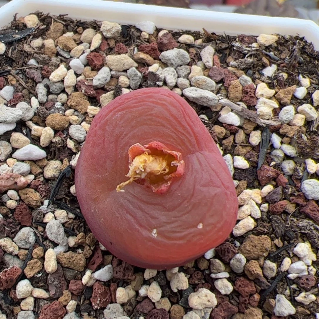 099号y280 毛 多肉植物