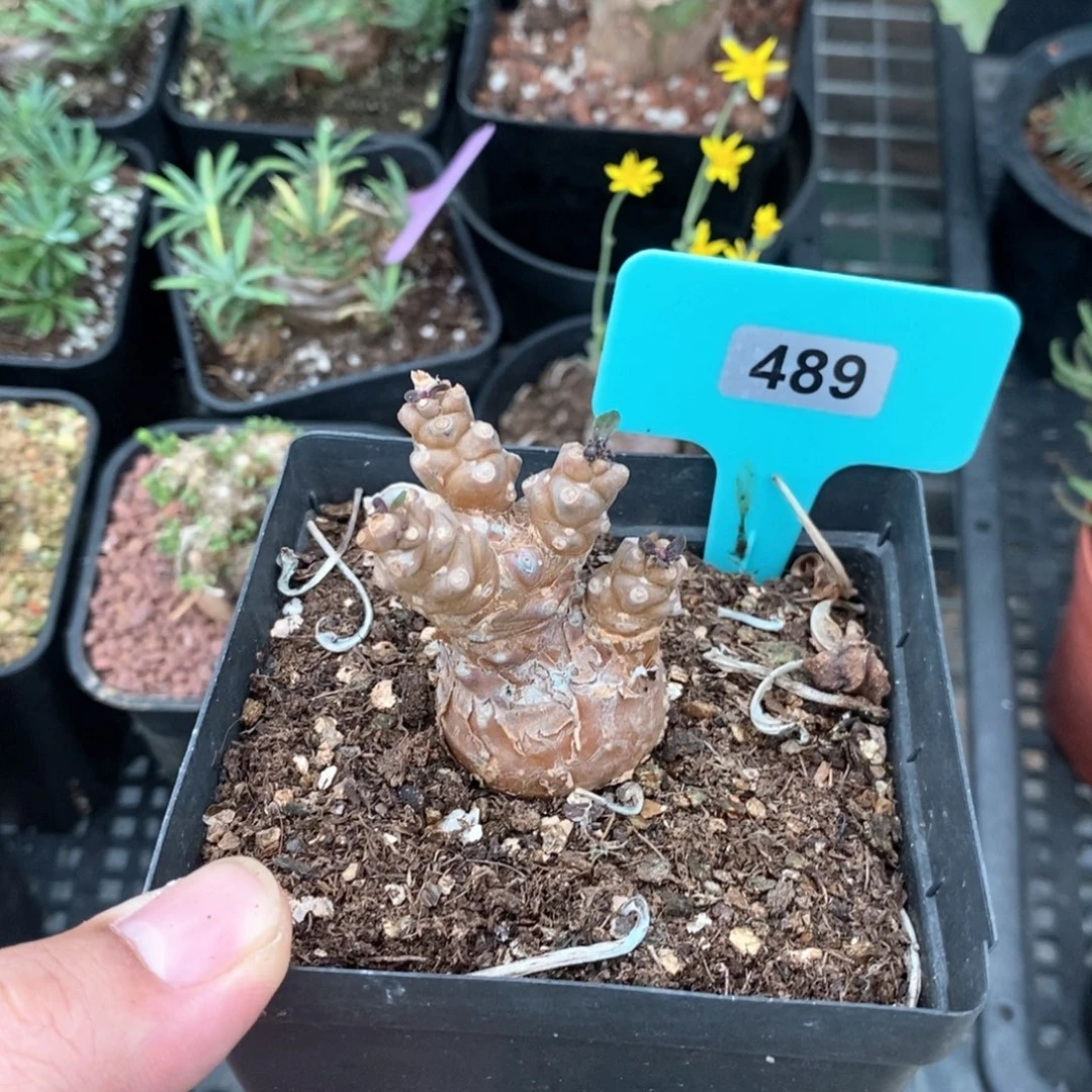 蛮鬼塔杂多肉植物