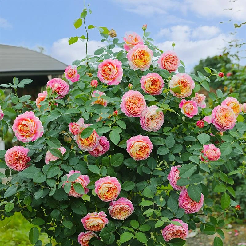 专柜品牌灌木大花条纹月季莫奈3升盆庭院阳台盆栽绿植玫瑰花卉