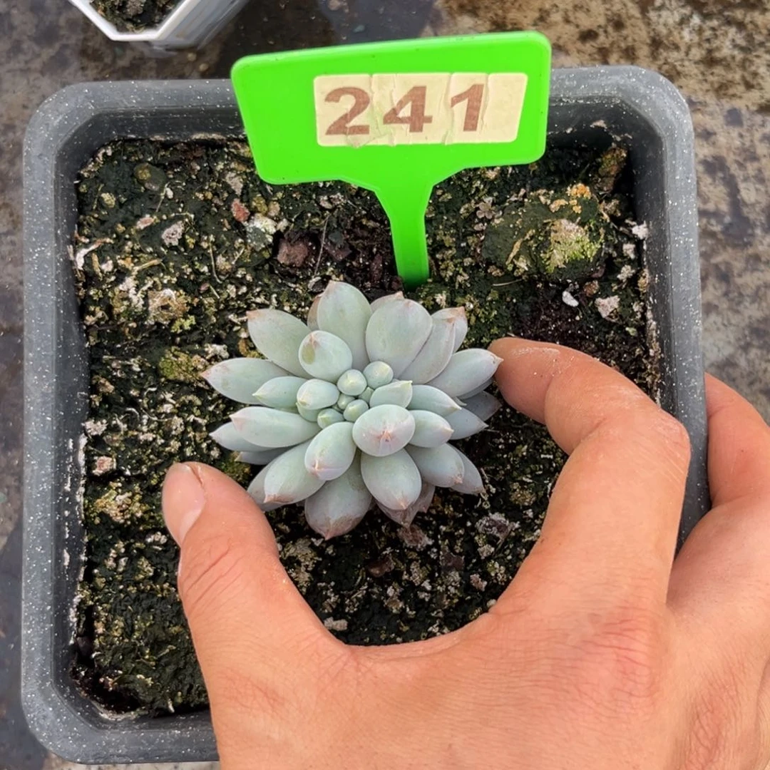 多肉植物哥特缀化241