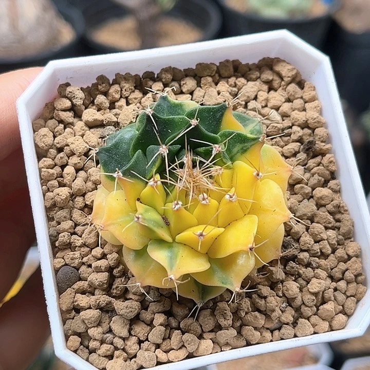 地冠锦自根带盆发货