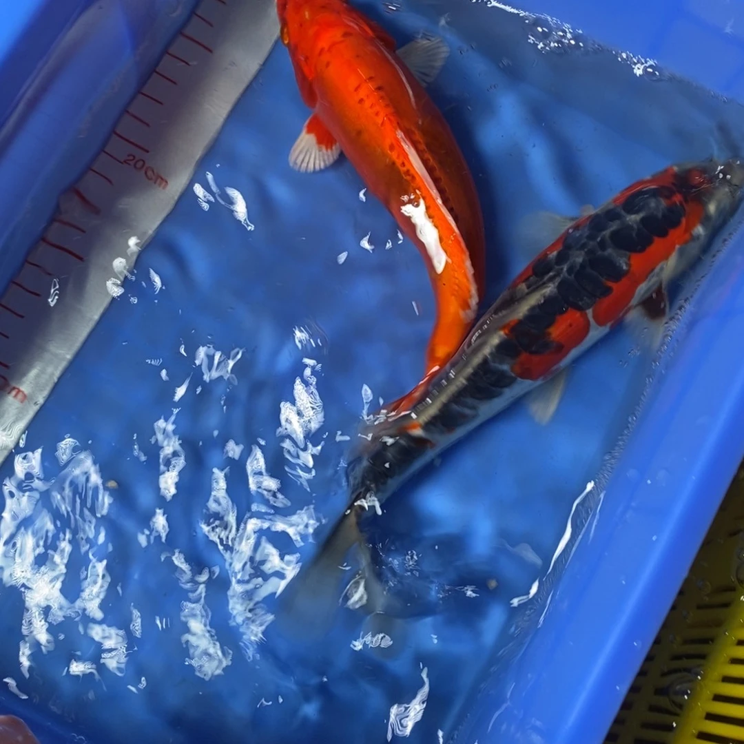 锦鲤冷水锦鲤包邮