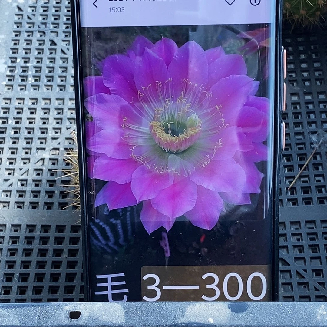 毛 3–300侧芽歪20包邮/10公分