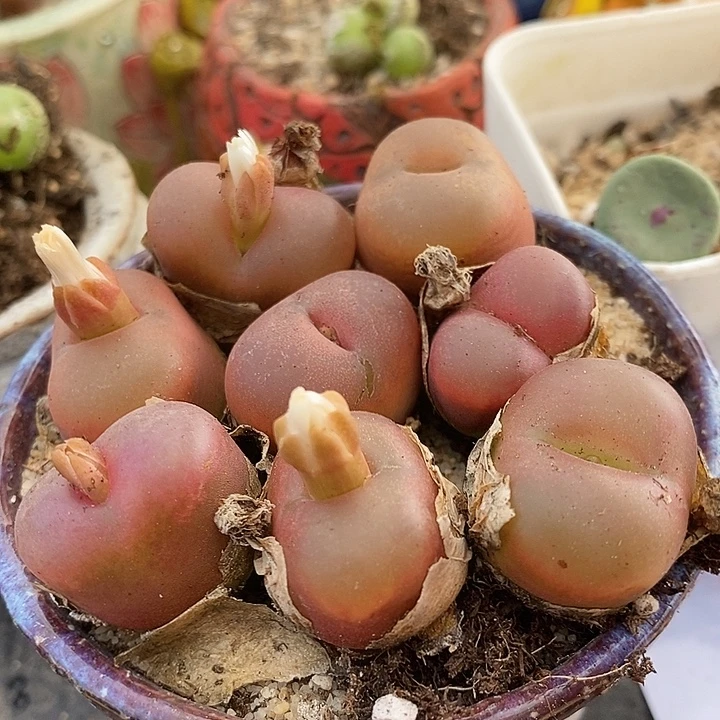 红宝石毛汉尼一颗