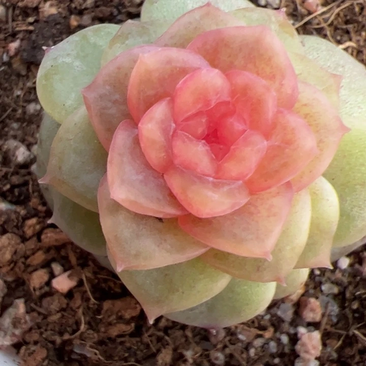 暖***52025专拍链接啊啊啊