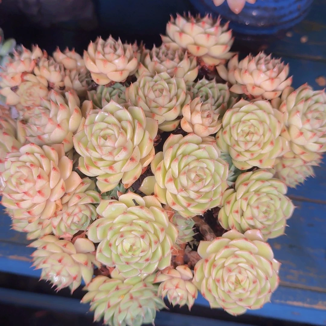 唯***足多肉植物的生长发育和