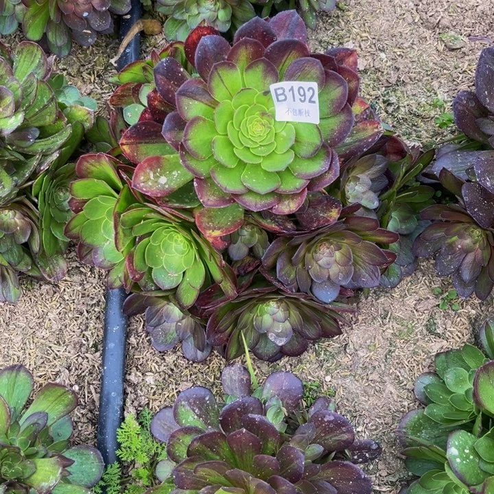 192花月夜多肉法师不包断枝