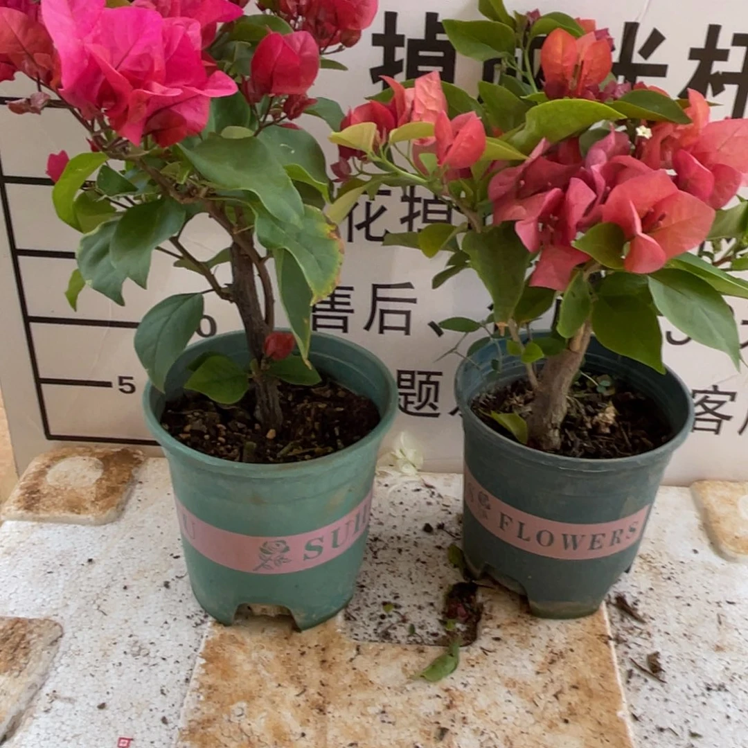 心***应当前无花栽培后可以开花1-3097