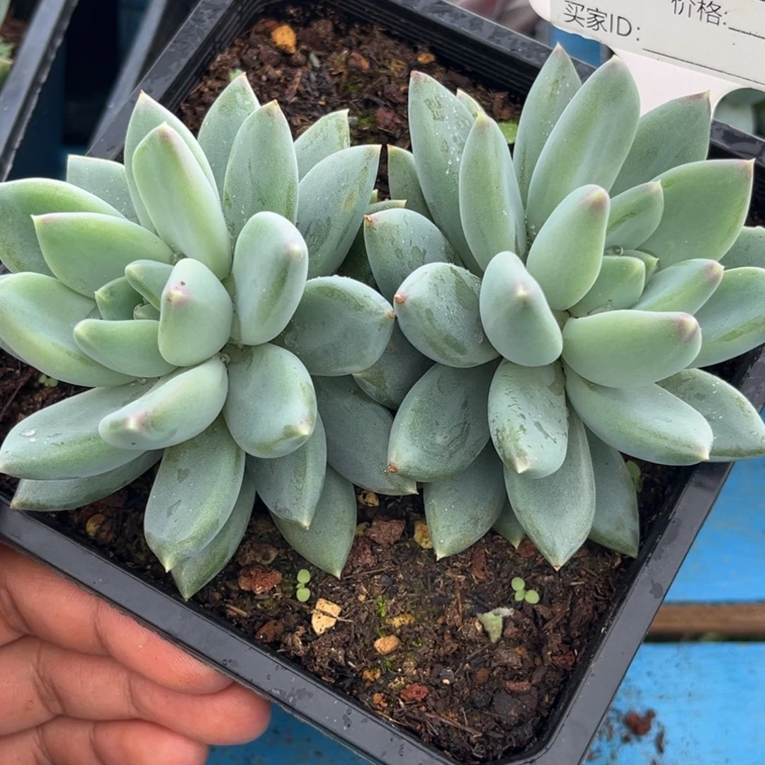 美人系多肉植物483