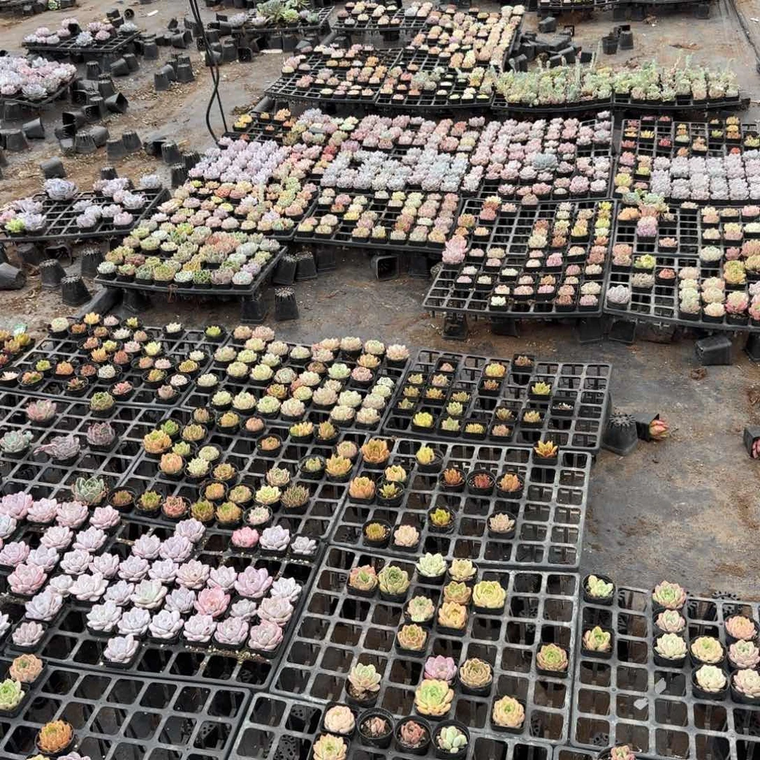 25-13混合二十颗量拍发货左五