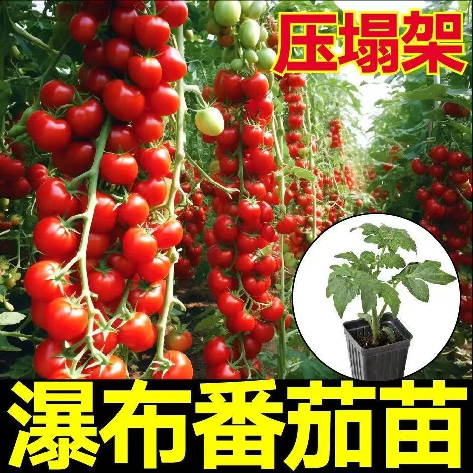 香甜番茄西红柿苗带土大粉番茄大红番茄草莓番茄秧苗四季可种植