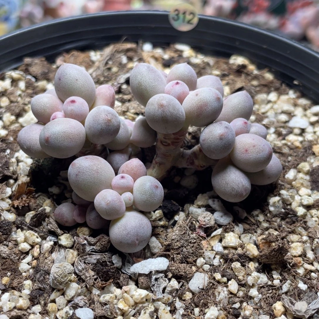 仙子奶酪多肉植物