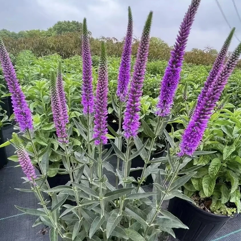 【穗花婆婆纳】花镜植物多年生庭院阳台耐热耐晒花期长
