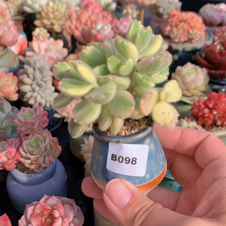 一物一拍含盆土满38包邮B098