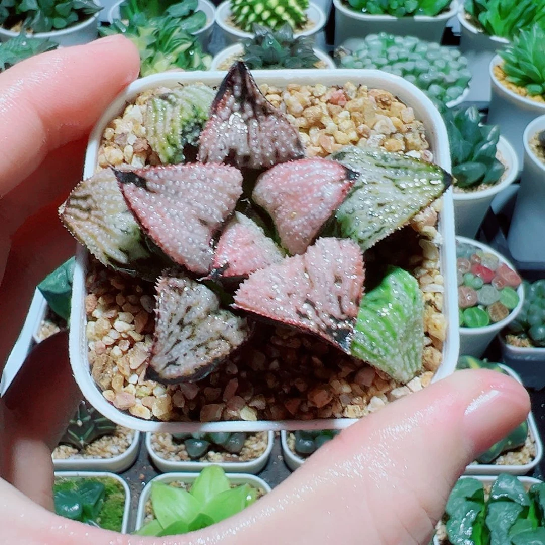 福利，皇妃，粉色寿，8.8