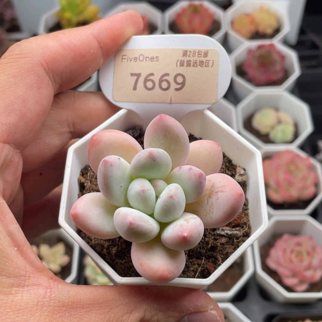 香水7669-5.0厘米