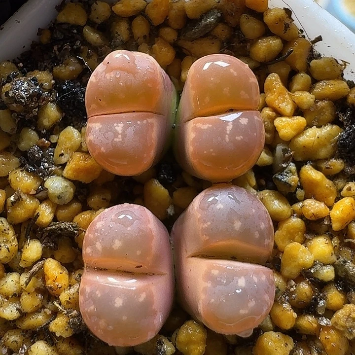 生石花111111。  308