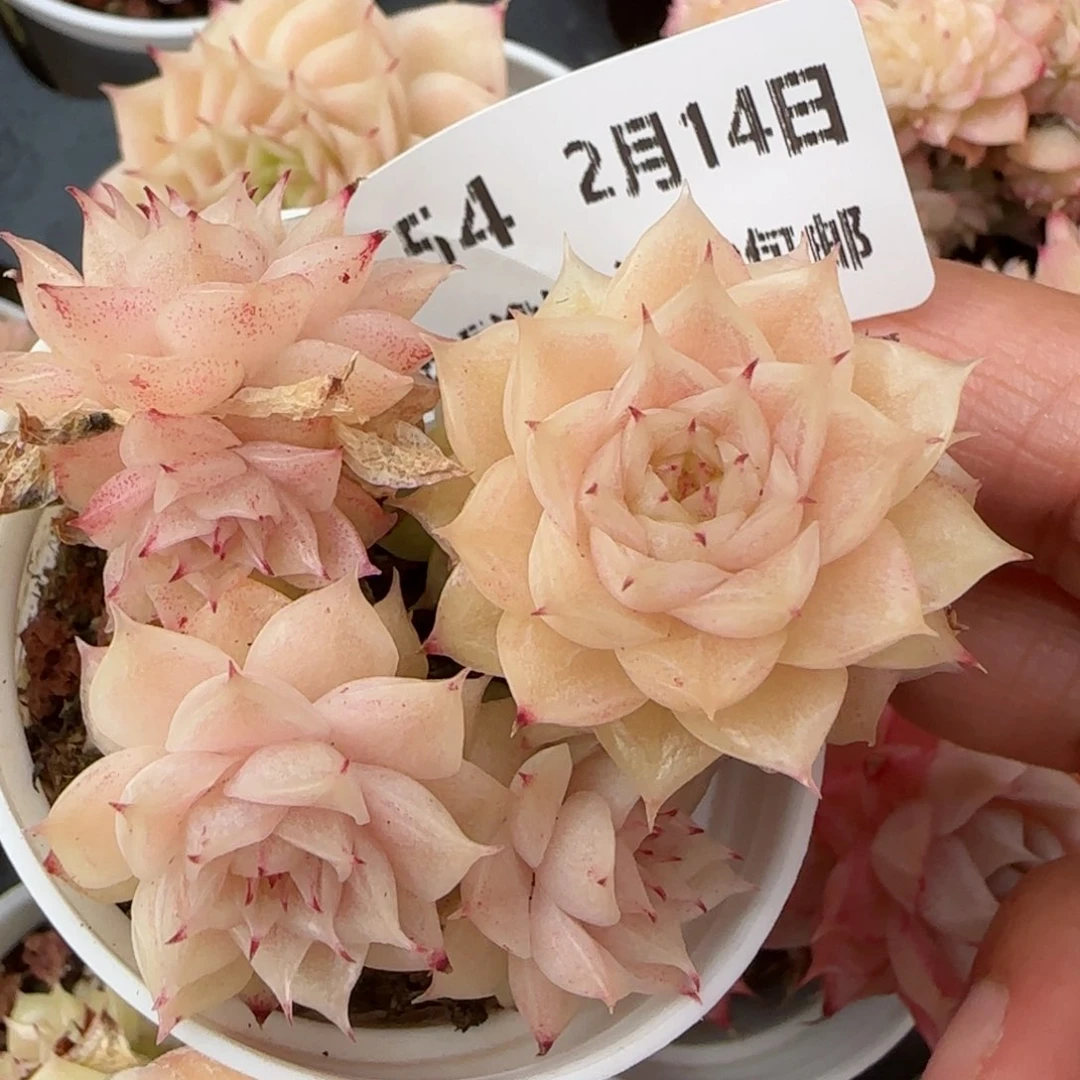 花语逸镜0214-154