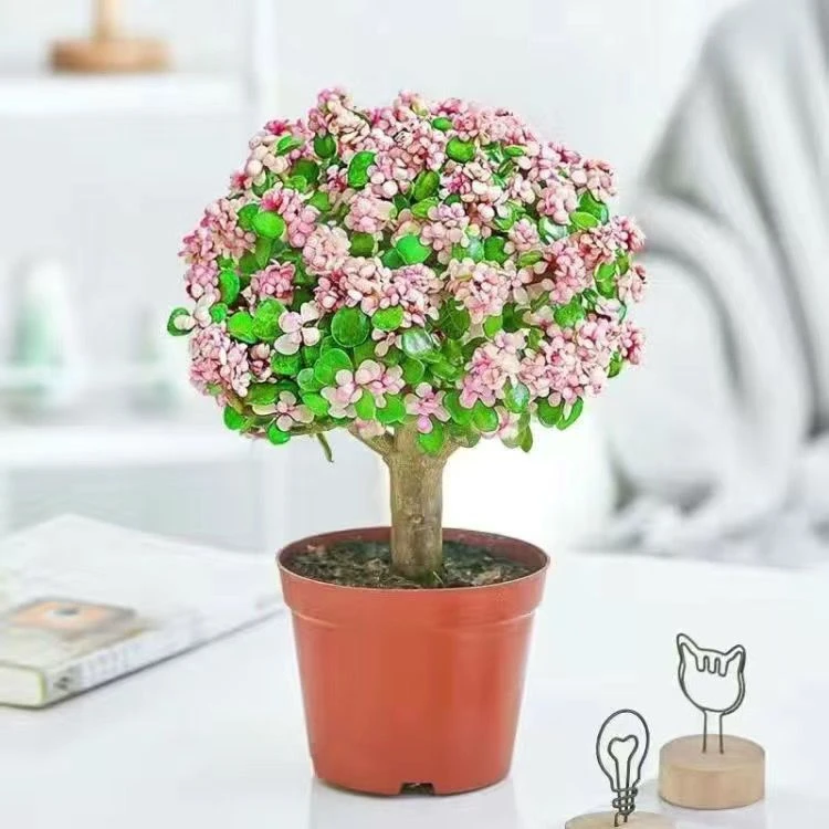 金枝玉叶 棒棒糖盆栽老桩多肉植物办公室内好养绿植四季开花