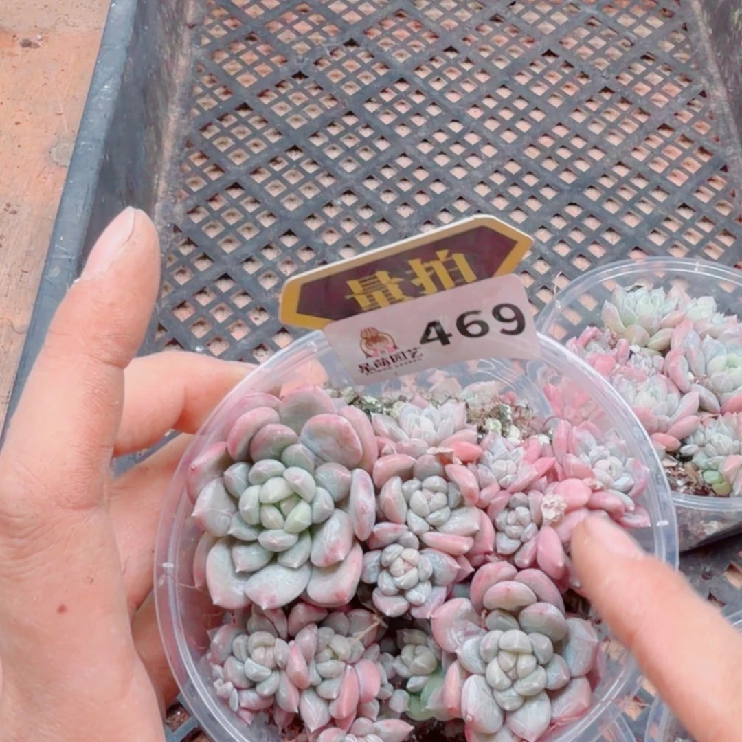 多肉植物多肉植物