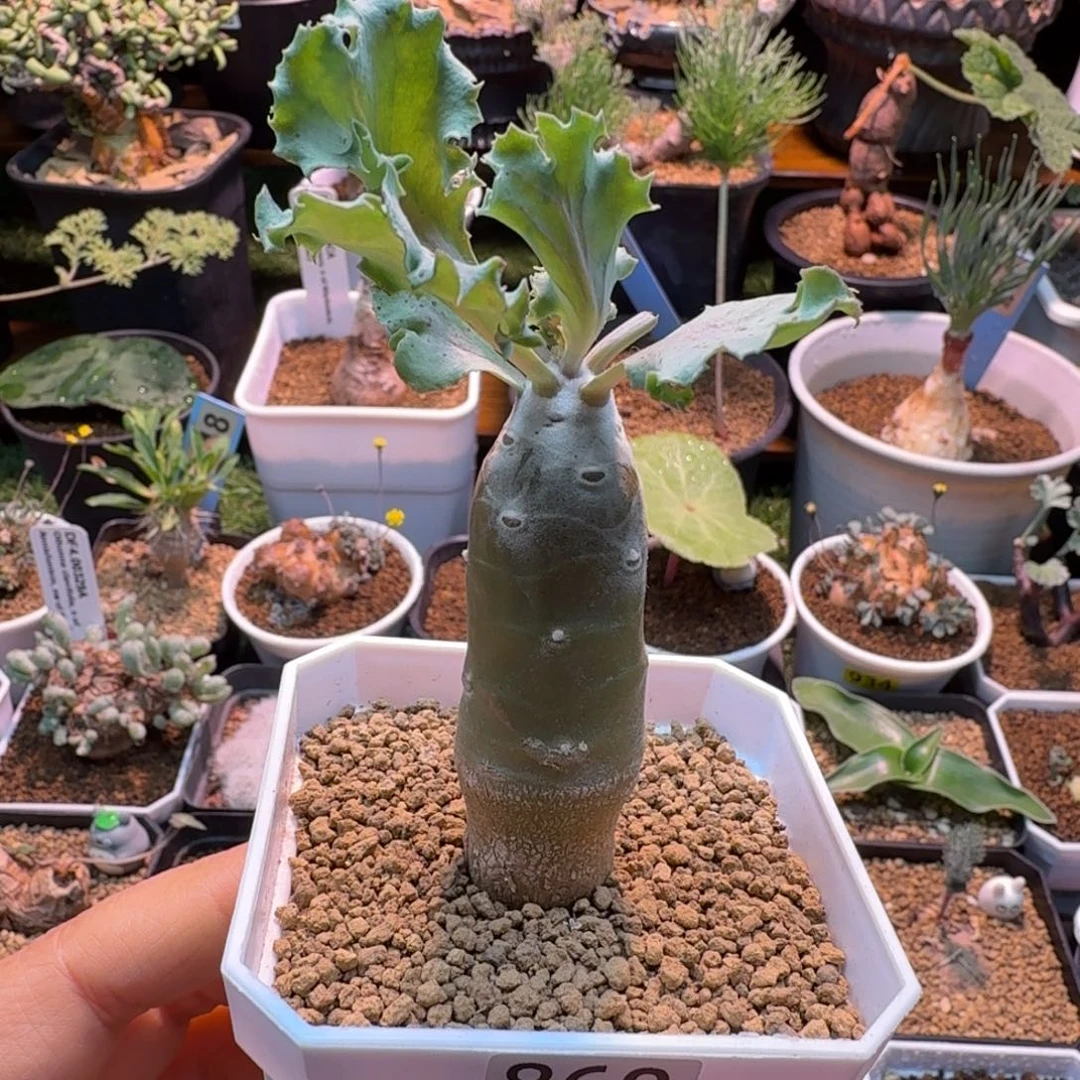 雪鹿厚墩菊860 仙人掌