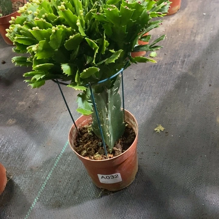 当前无花栽培后可以开花032混色