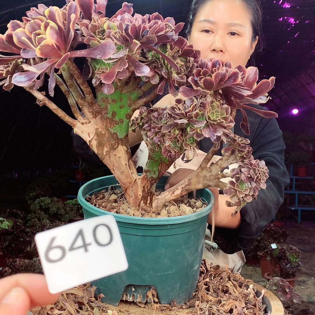 柒柒精品法师脱土发货不包断侧枝处理640