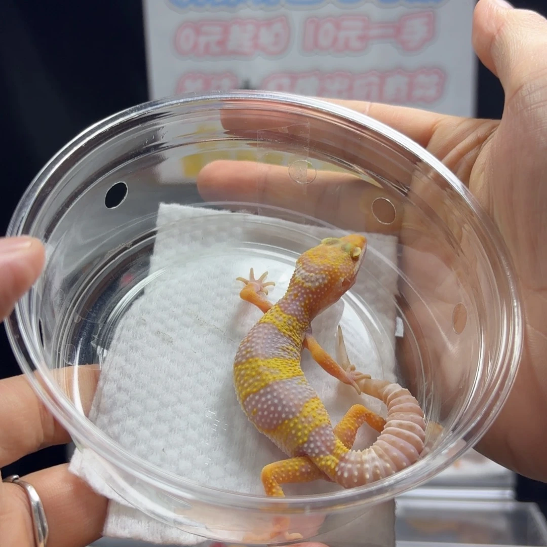 豹纹守宫川普白黄母温