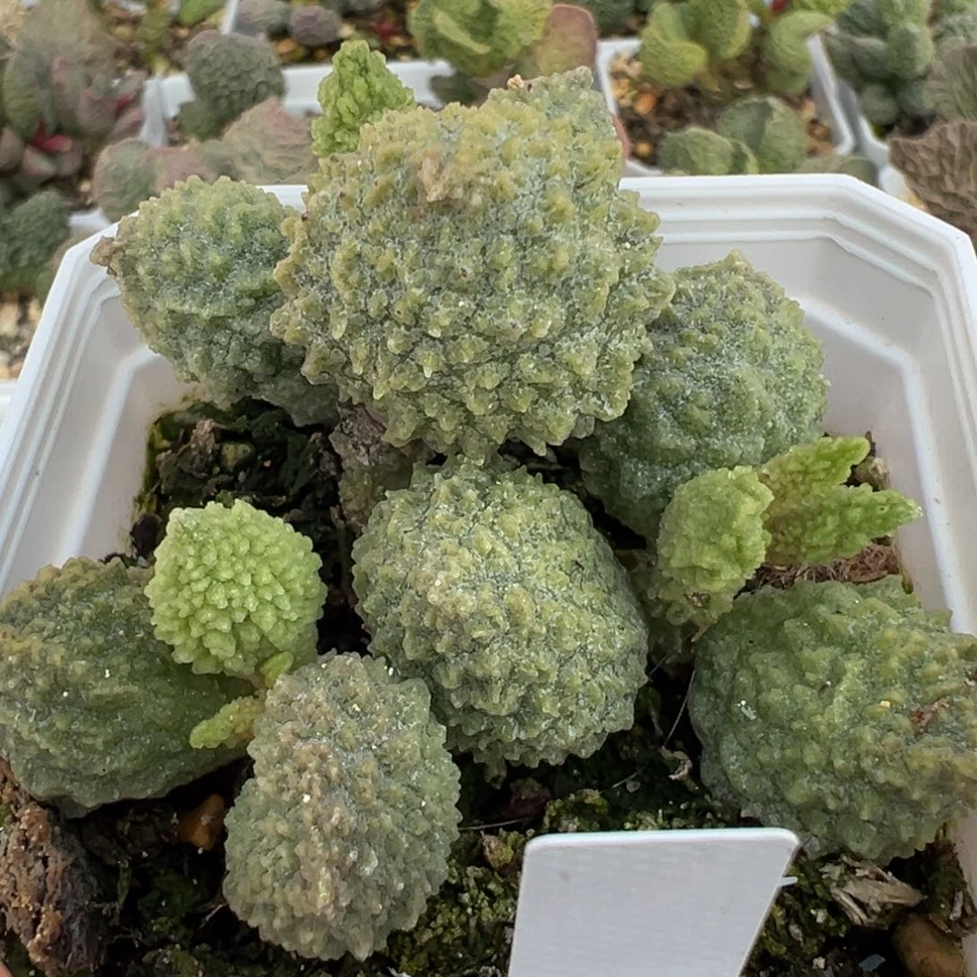 美系绿幽灵多头纯木质桩多肉植物