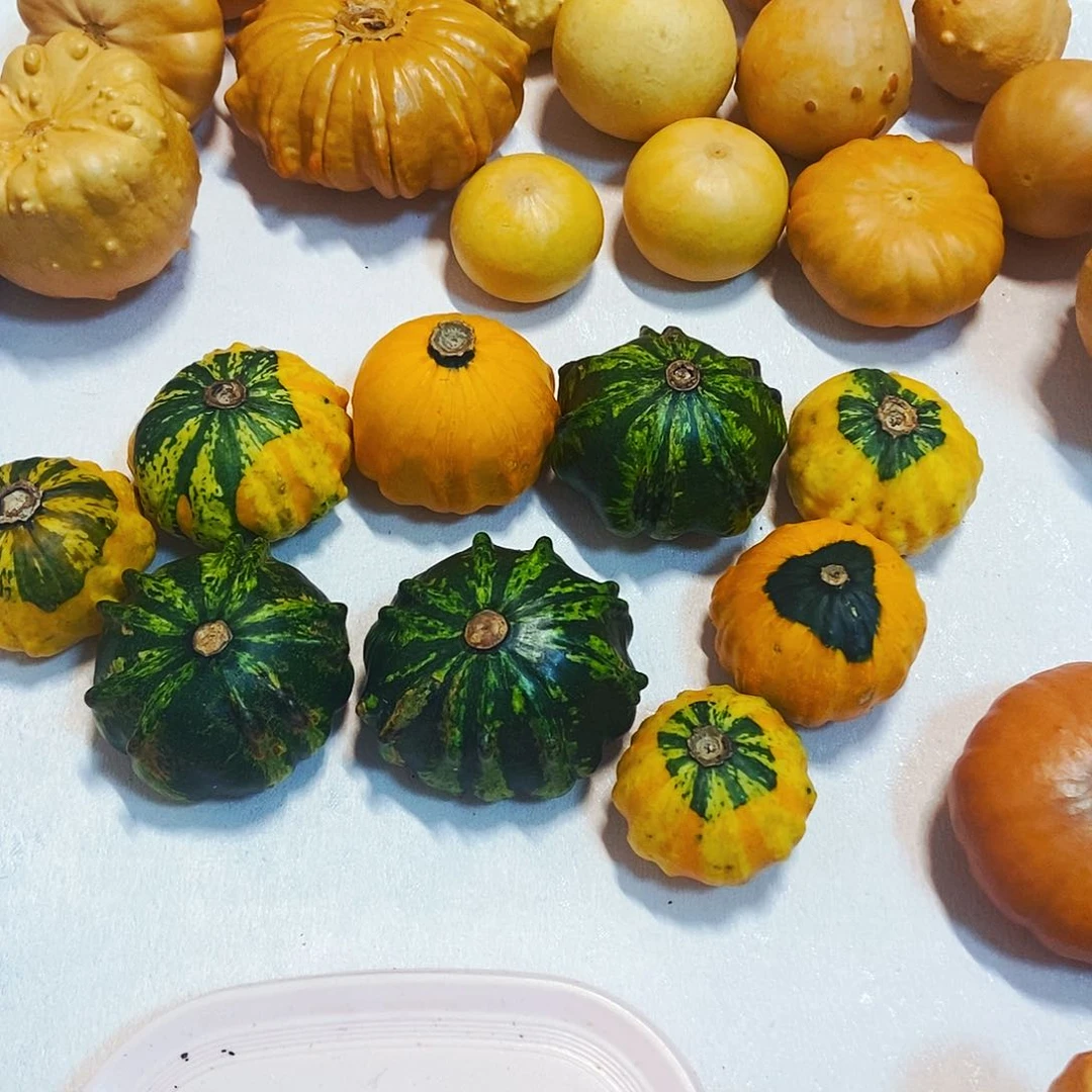 老*墨西哥葫芦青皮清货