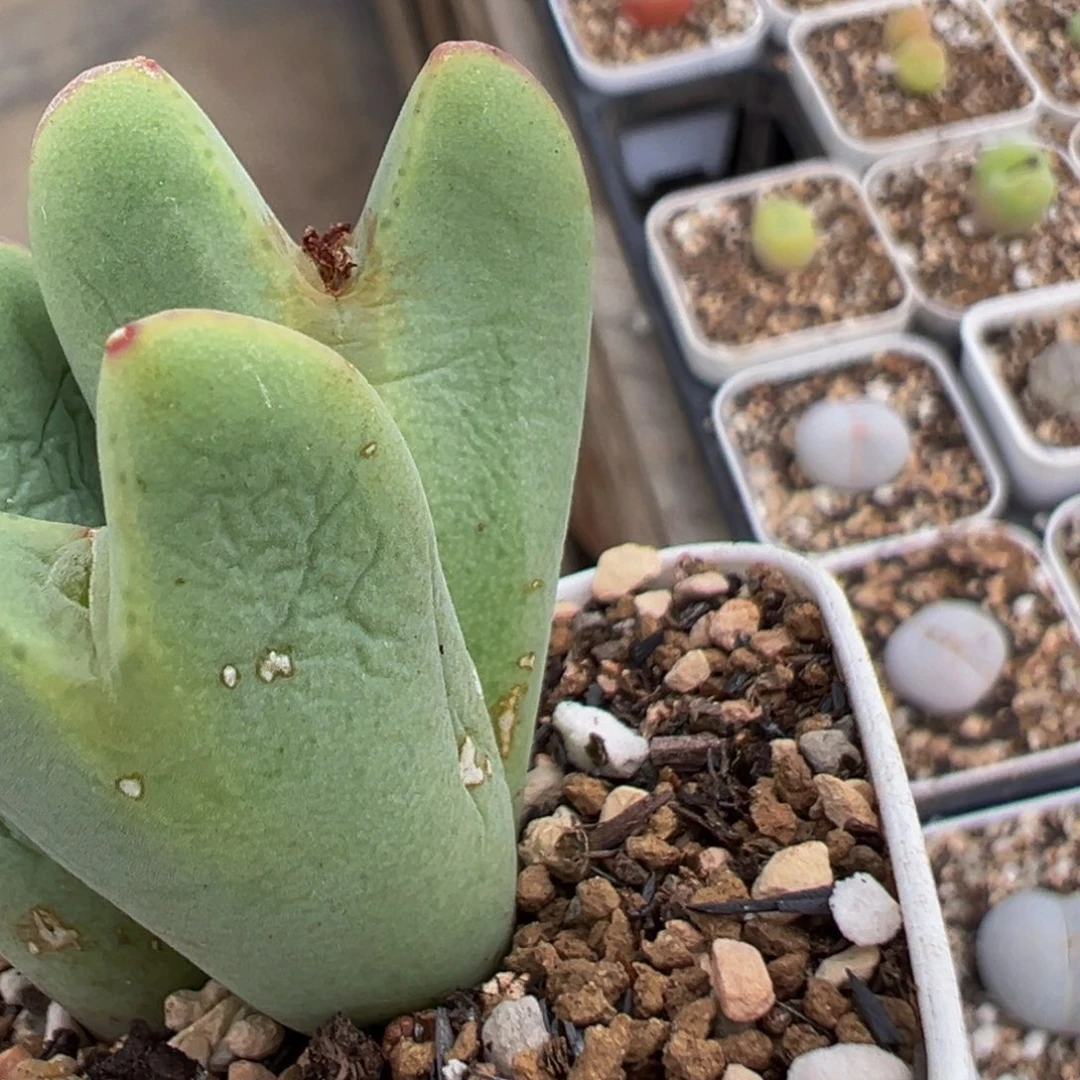 ****甜36多肉植物百科植物