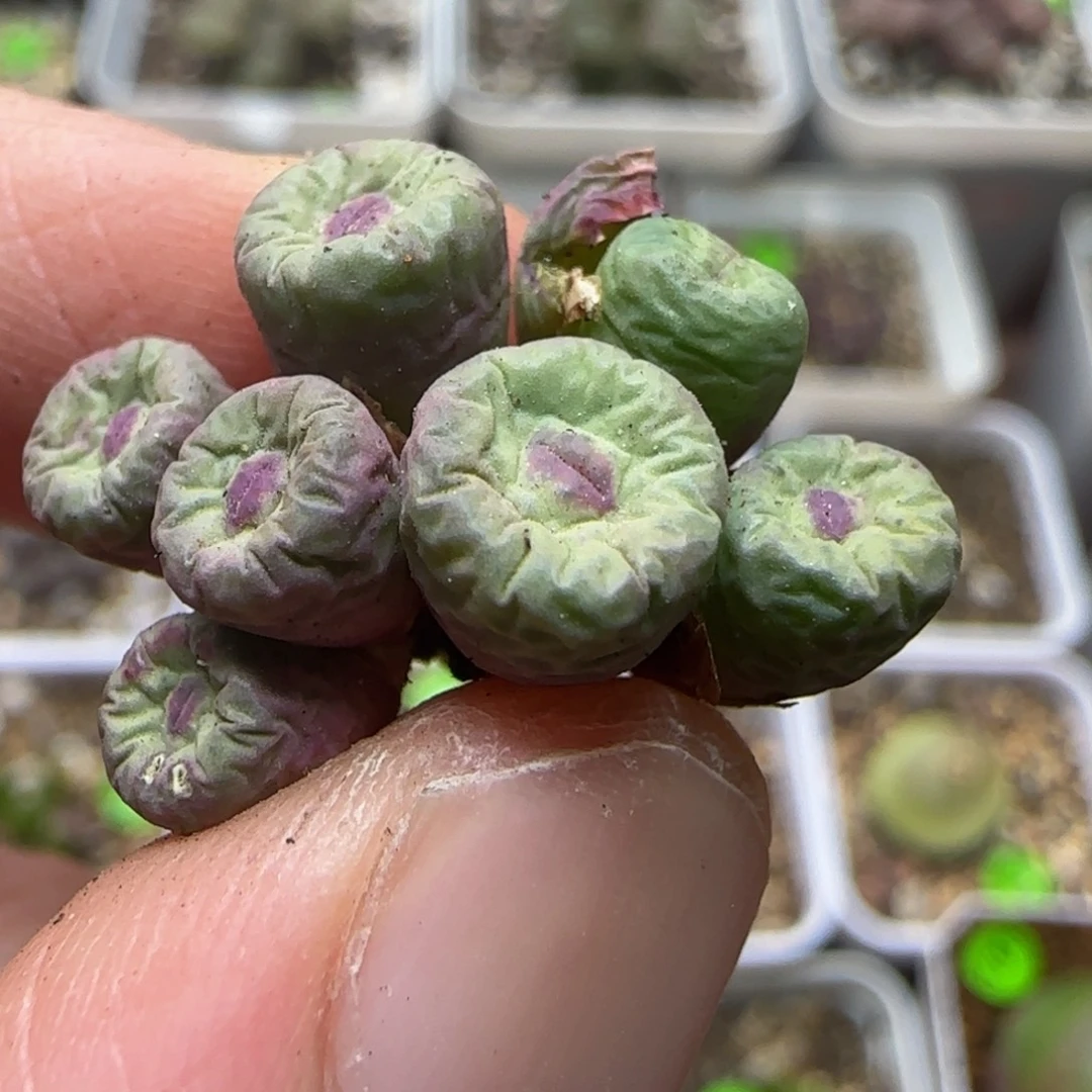嘟嘟嘴漂亮多肉植物491