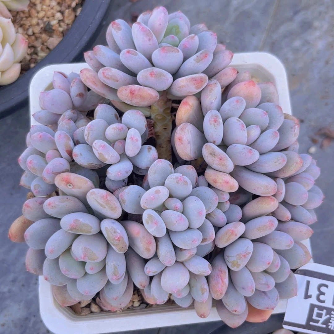 香香雪29131多肉植物