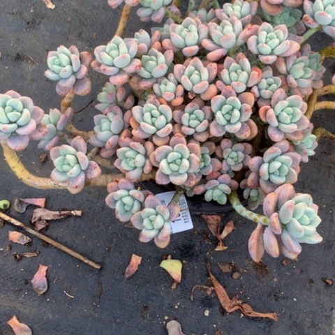 逆*1831洛神多肉