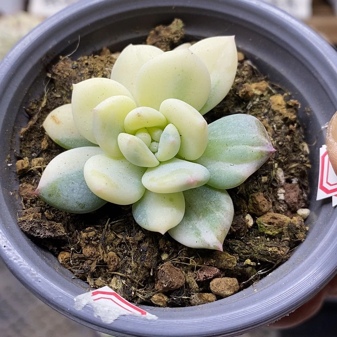 25170 香橙花脸锦