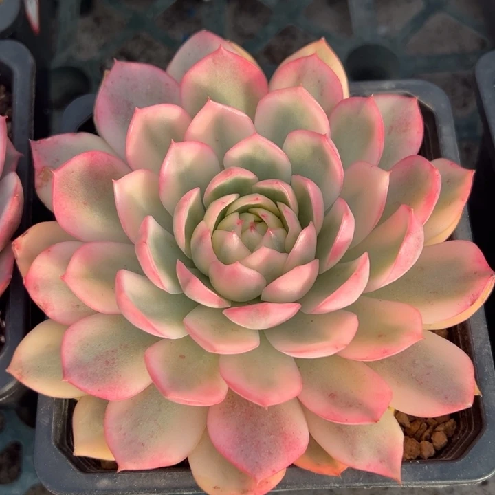 韩水晶锦一物一拍锦龙