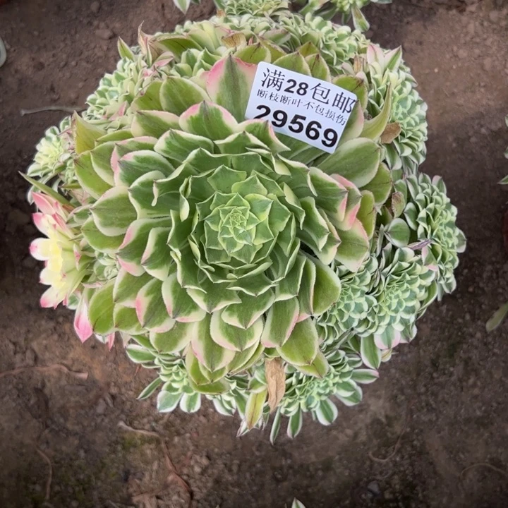 29569白铜白多肉植物