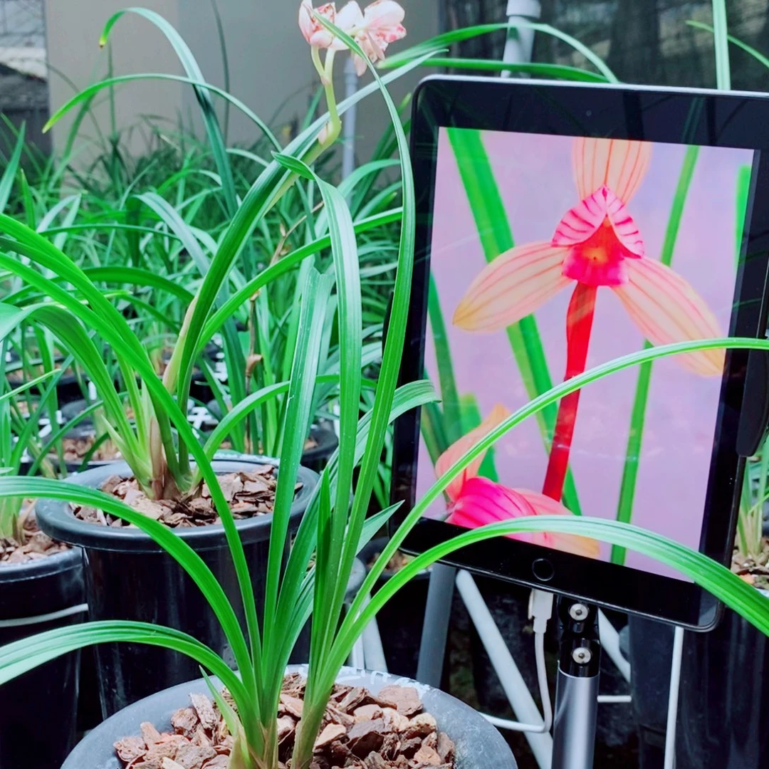 当前无花栽培后可以开花