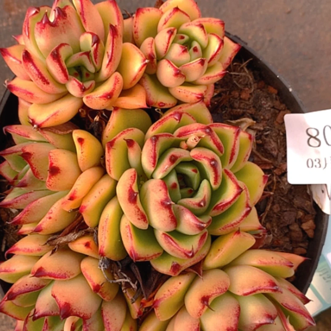 【闪购商品】云804号