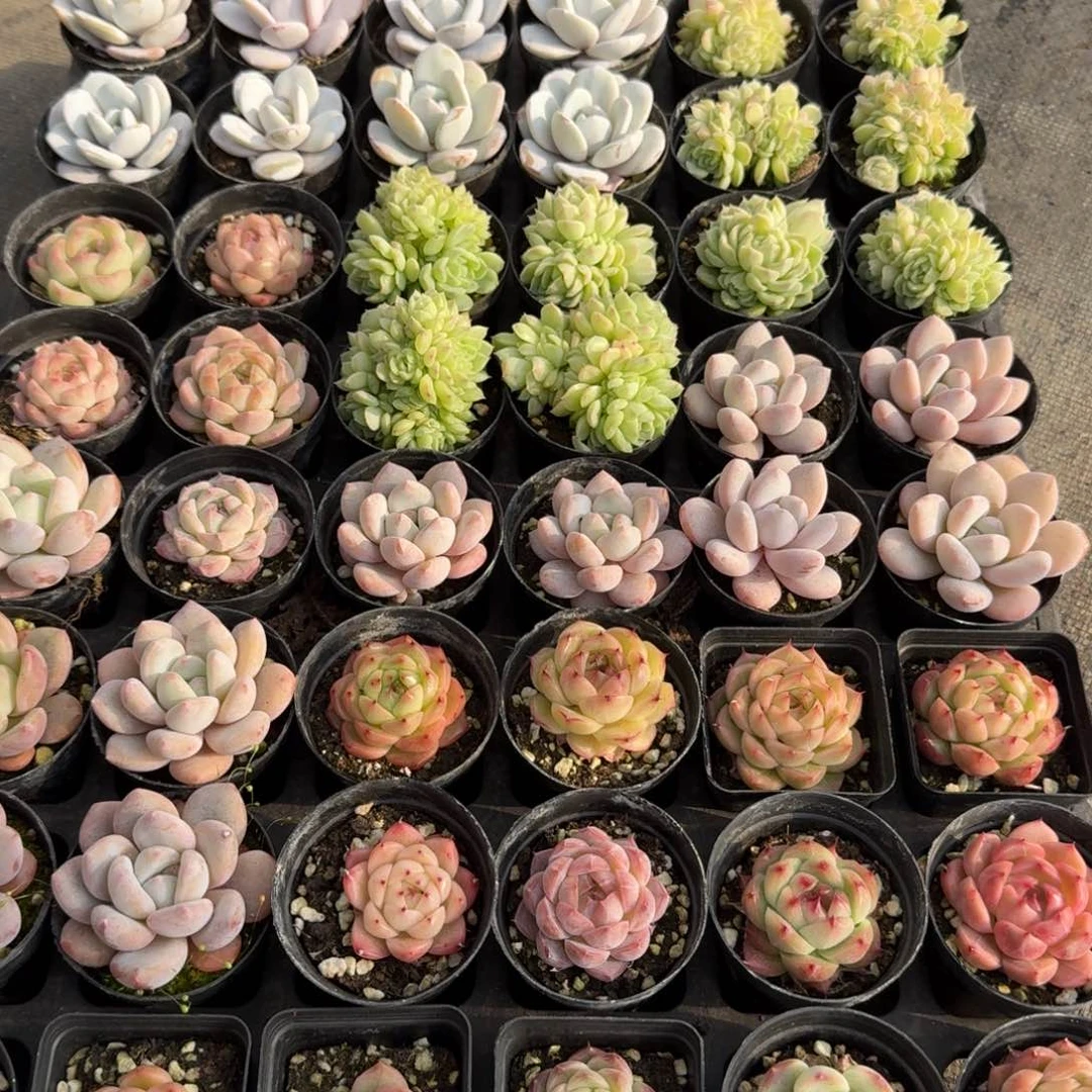 多肉杂交一物一拍11-56