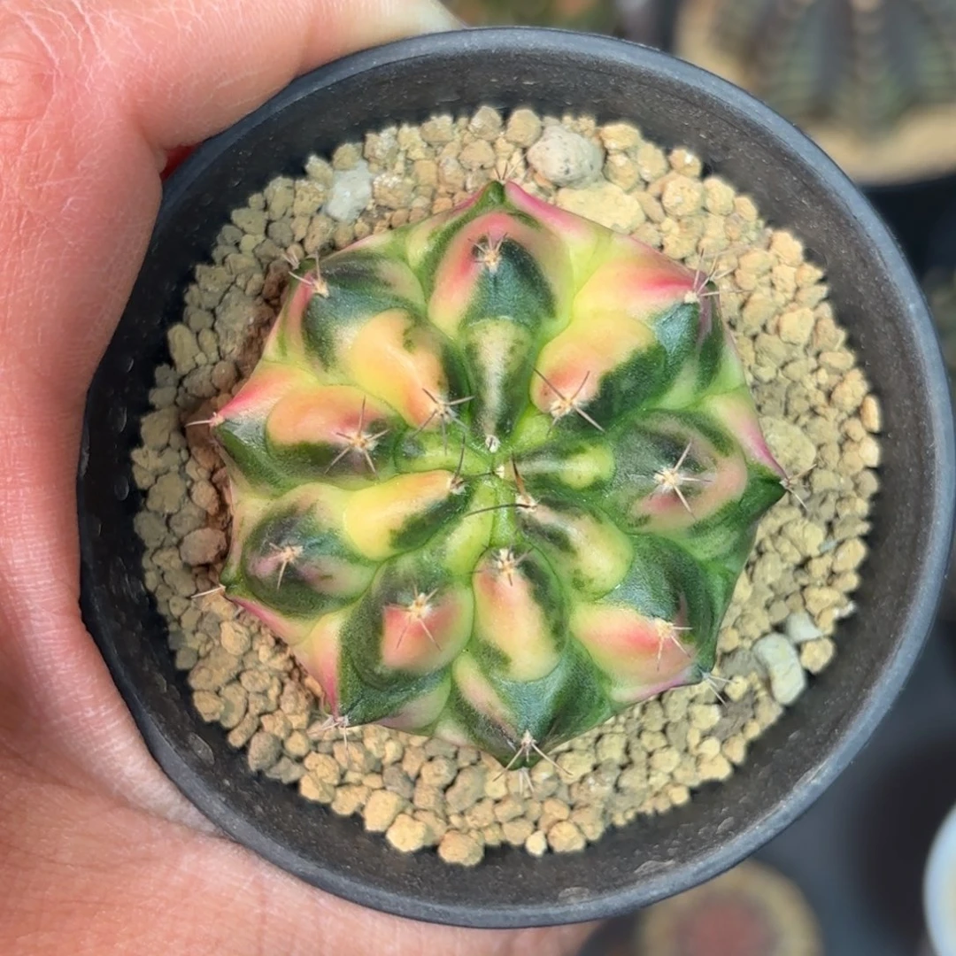 泰系米哈仙人球301